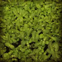 Microgreen 3 Pack