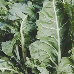 Swiss Chard, Rainbow